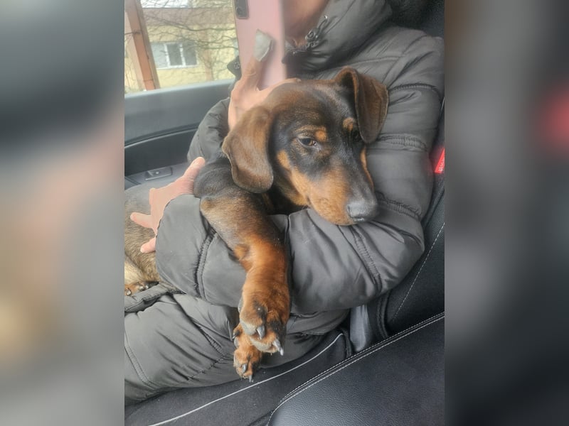 Dackelchen Buddy, geb. ca. 06/2025, möchte dein Herz gewinnen