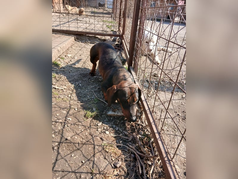 Dackelchen Buddy, geb. ca. 06/2025, möchte dein Herz gewinnen