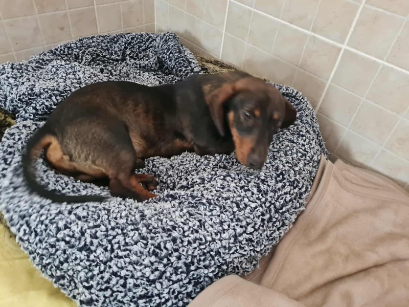 Dackelchen Buddy, geb. ca. 06/2025, möchte dein Herz gewinnen