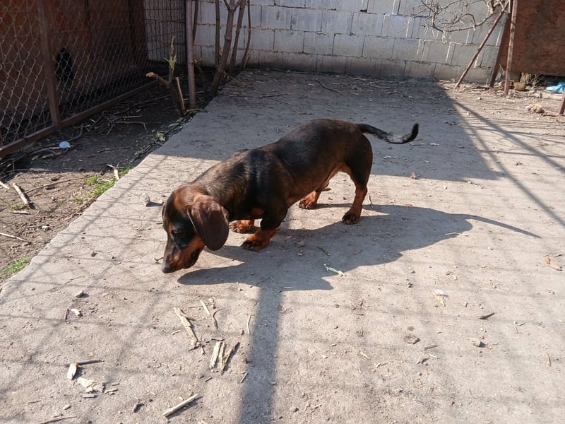 Dackelchen Buddy, geb. ca. 06/2025, möchte dein Herz gewinnen