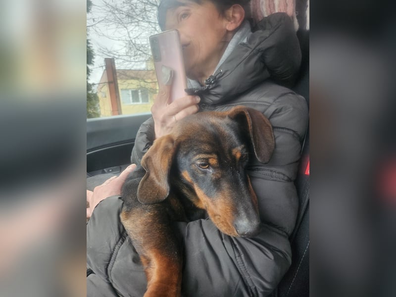 Dackelchen Buddy, geb. ca. 06/2025, möchte dein Herz gewinnen