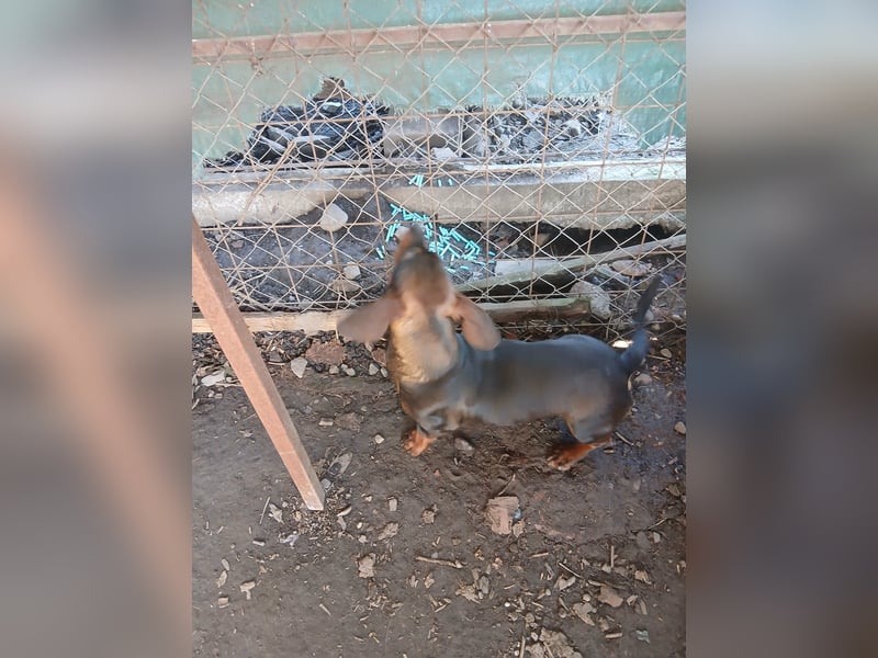 Dackelchen Buddy, geb. ca. 06/2025, möchte dein Herz gewinnen