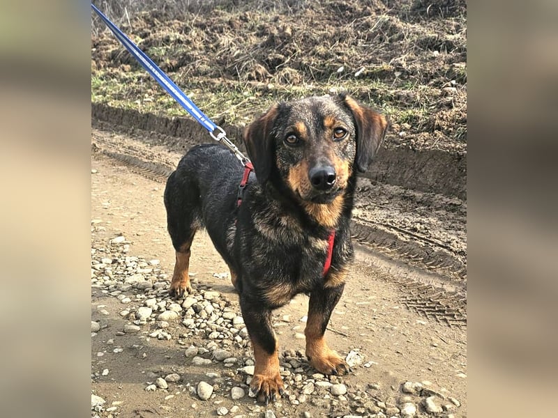 Dackel Nino 33cm geb. 02/2022 wartet auf seine Familie