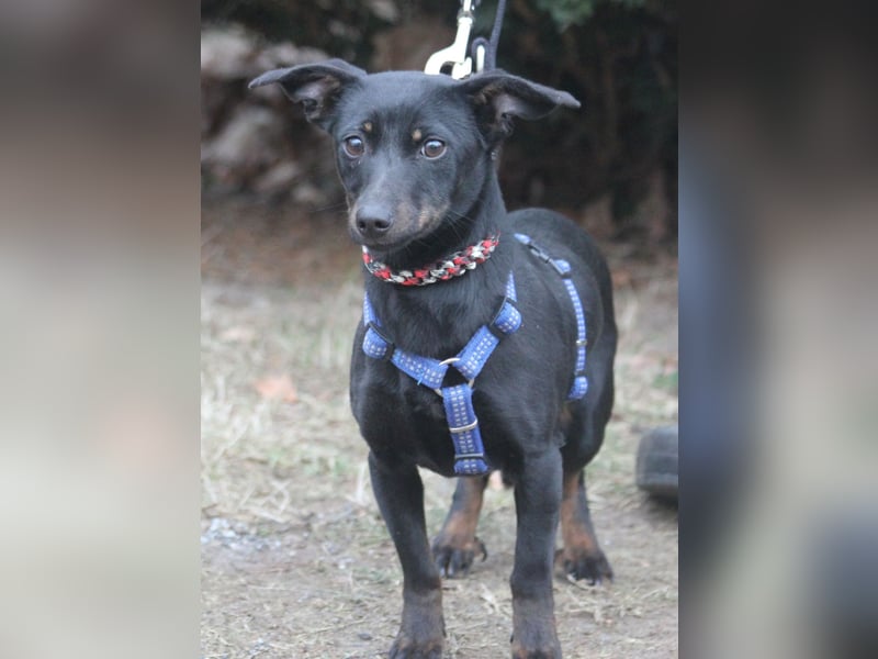 Dackel Lilo 30 cm geb. 06/2024 wartet bei Hannover auf liebe Adoptanten