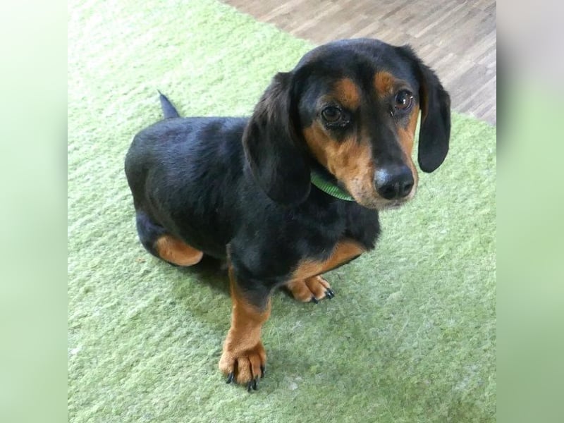 Timon wartet in 31303 Burgdorf auf ein endgültiges Zuhause