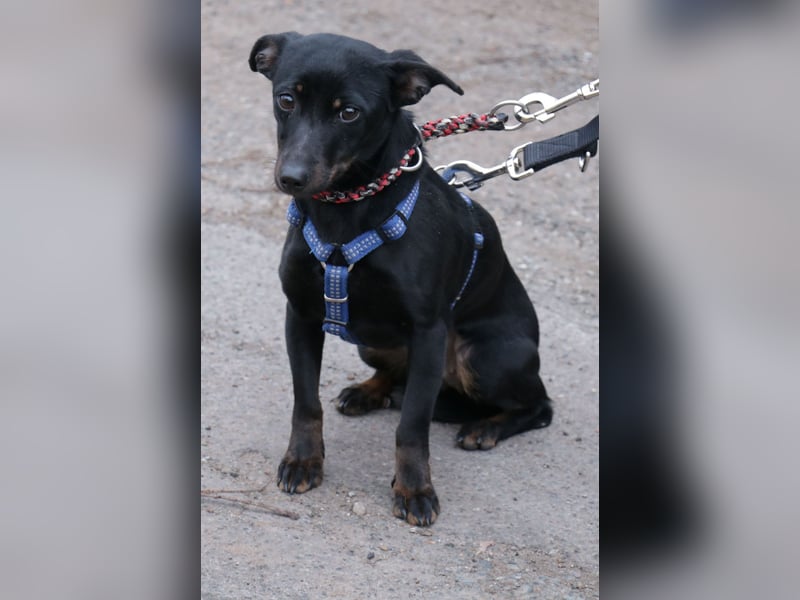 Dackel Lilo 30 cm geb. 06/2024 wartet bei Hannover auf liebe Adoptanten