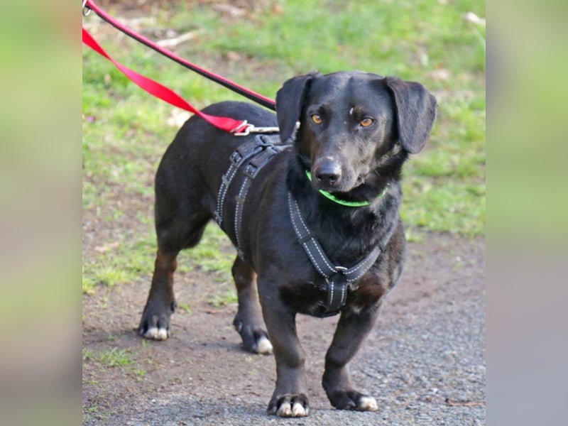 Dackel Billy 35cm geb. 11/2022 wartet bei Hannover auf liebe Menschen