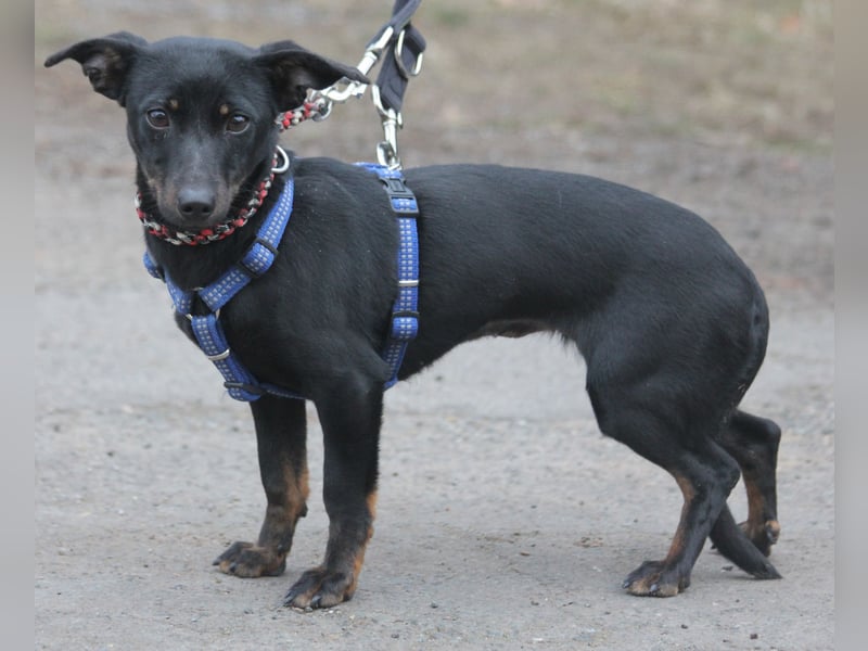 Dackel Lilo 30 cm geb. 06/2024 wartet bei Hannover auf liebe Adoptanten
