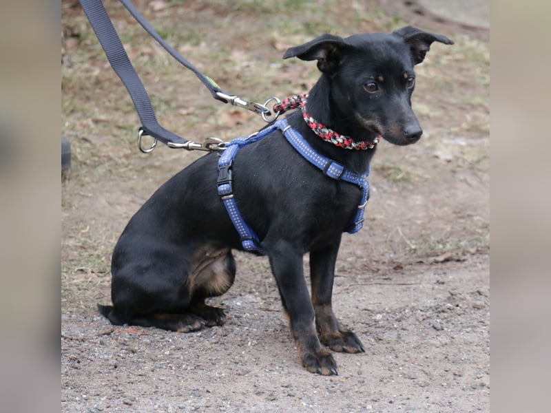 Dackel Lilo 30 cm geb. 06/2024 wartet bei Hannover auf liebe Adoptanten