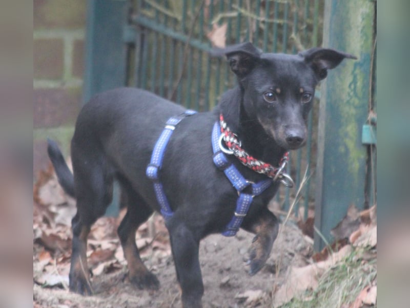 Dackel Lilo 30 cm geb. 06/2024 wartet bei Hannover auf liebe Adoptanten