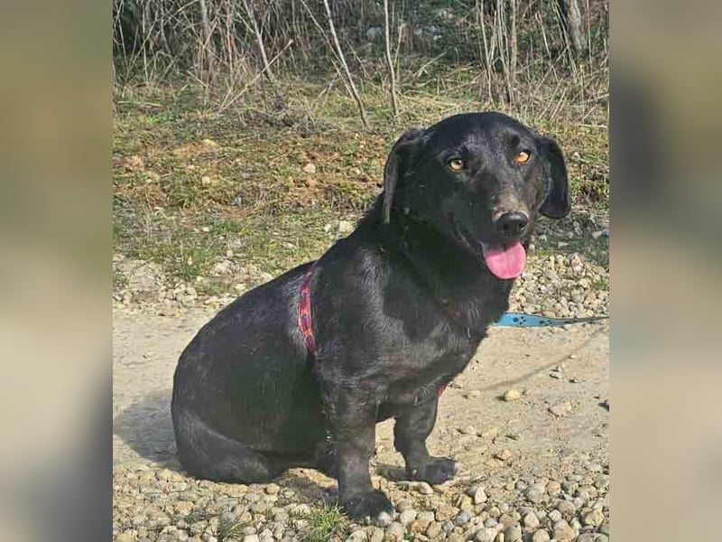 Dackel Billy 35cm geb. 11/2022 wartet bei Hannover auf liebe Menschen