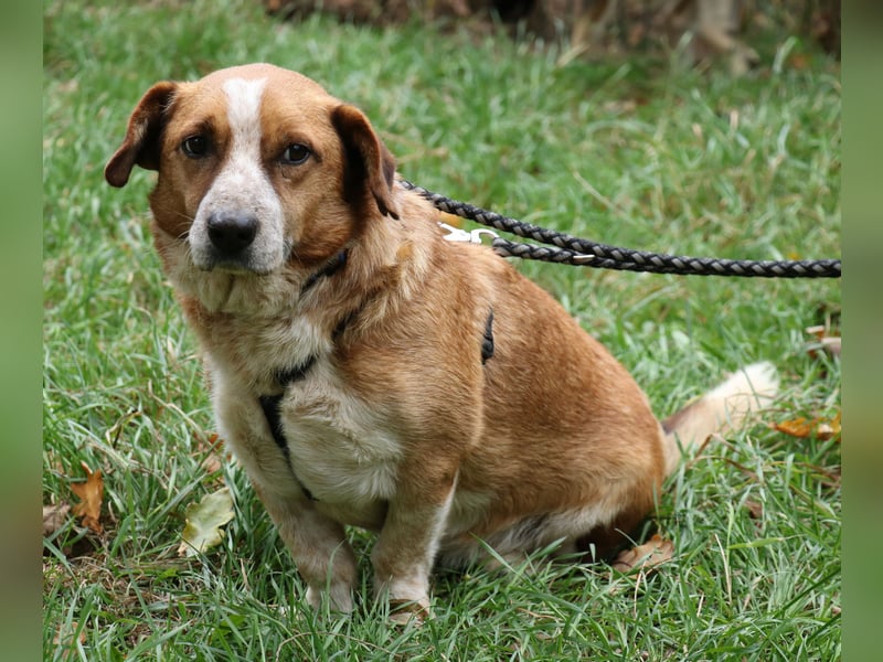 Jürgen 39 cm geb. 01/2017 - Dackelmix sucht Zuhause Jürgen 39 cm geb. 01/2017 - Dackelmix sucht Zuhause