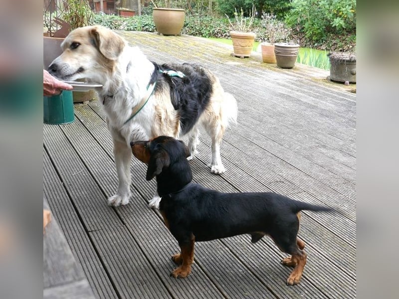 Timon wartet in 31303 Burgdorf auf ein endgültiges Zuhause