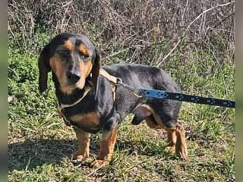 Dackel Timon 28cm geb. 10/2022  mag alle Menschen und Artgenossen