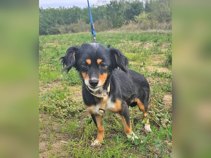 Dackel-Papillon-Mix Sarah 32cm geb. 11/2022 sucht liebevolle Menschen