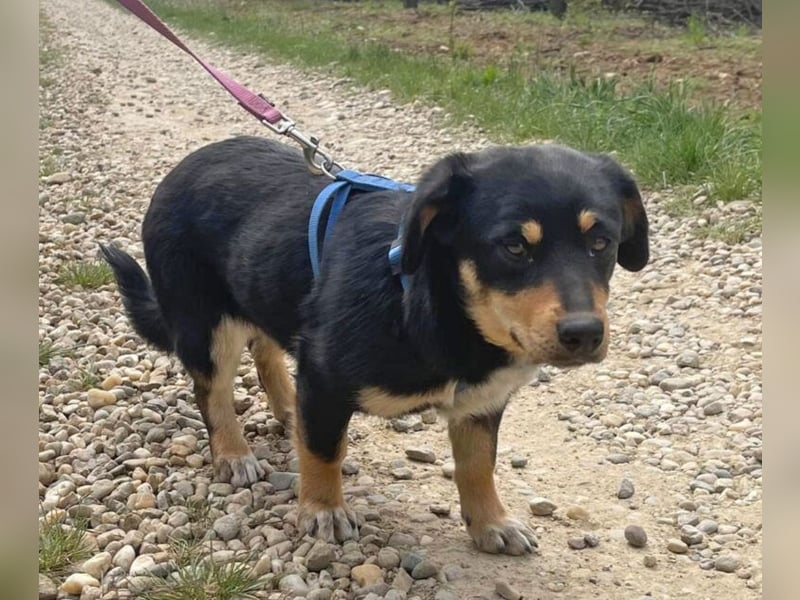 Dackel-Mix Sindy 35cm geb. 01/2025 ist eine tolle Familienhündin