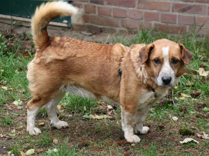 Jürgen 39 cm geb. 01/2017 - Dackelmix sucht Zuhause Jürgen 39 cm geb. 01/2017 - Dackelmix sucht Zuhause