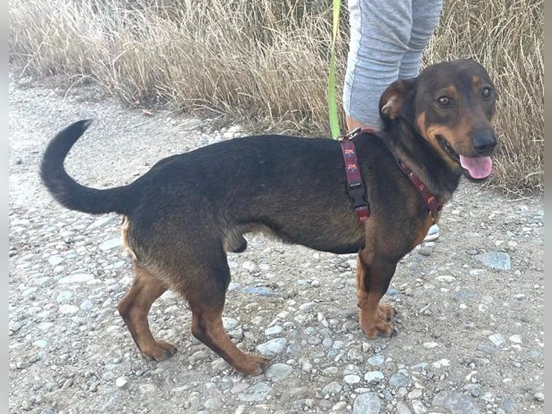 Rusty 32 cm geb. 01/2024 ist ein idealer Familienhund