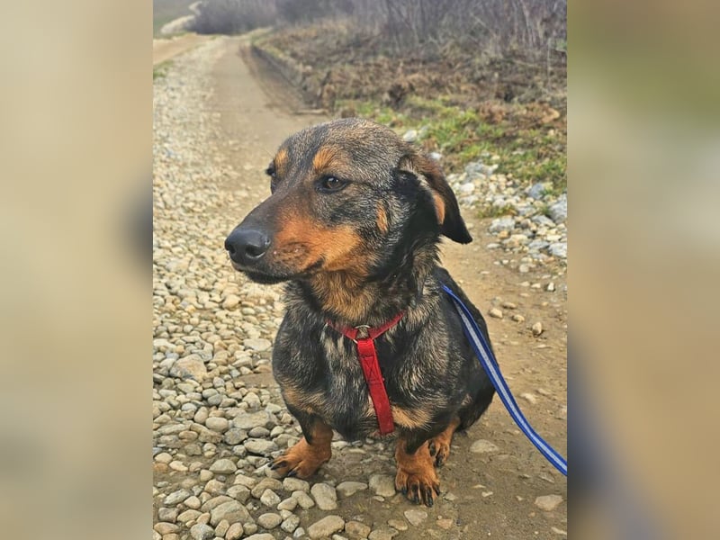 Dackel Nino 33cm geb. 02/2022 wartet auf seine Familie