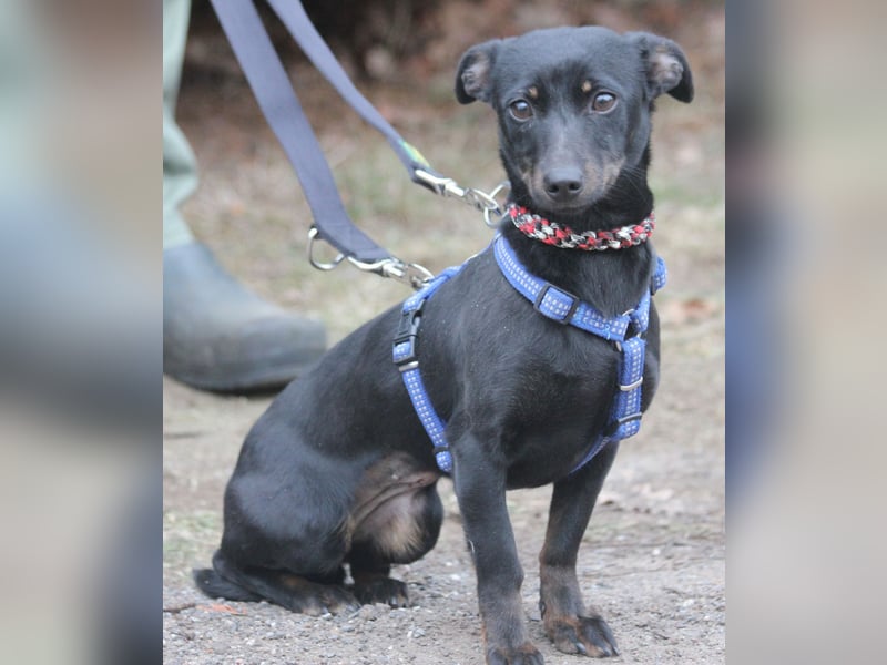 Dackel Lilo 30 cm geb. 06/2024 wartet bei Hannover auf liebe Adoptanten