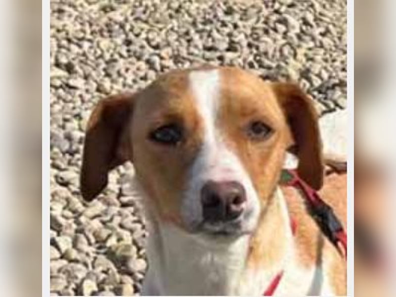 Dackel-Jack Russell MixMimi 28cm geb. 05/2023 eignet sich für jede Familie