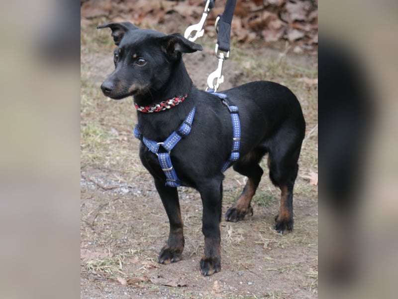 Dackel Lilo 30 cm geb. 06/2024 wartet bei Hannover auf liebe Adoptanten