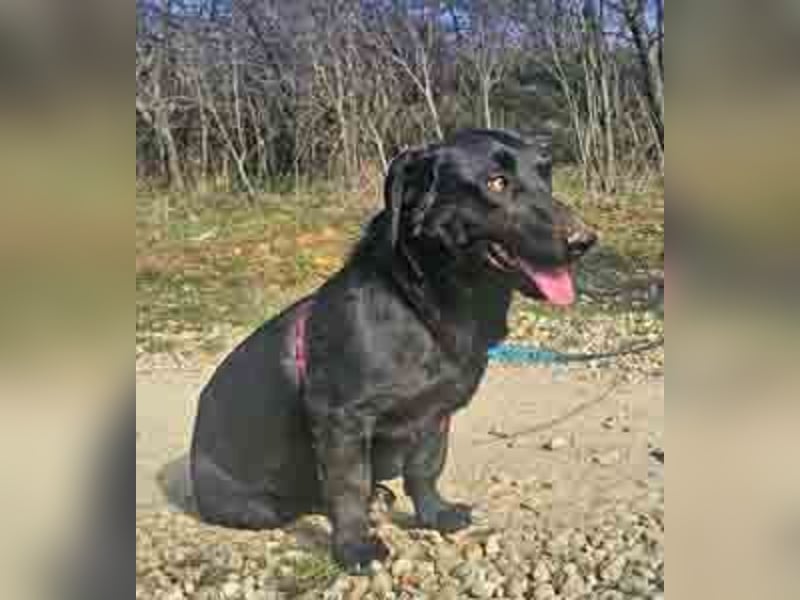 Dackel Billy 35cm geb. 11/2022 wartet bei Hannover auf liebe Menschen