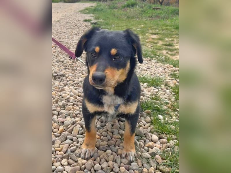 Dackel-Mix Sindy 35cm geb. 01/2025 ist eine tolle Familienhündin