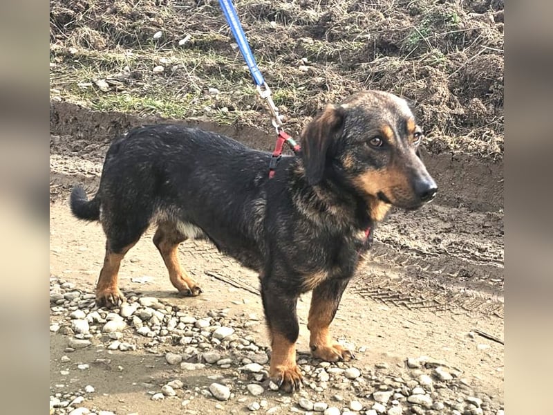 Dackel Nino 33cm geb. 02/2022 wartet auf seine Familie