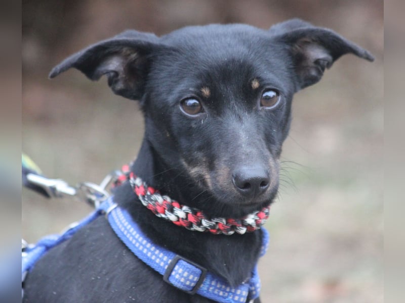 Dackel Lilo 30 cm geb. 06/2024 wartet bei Hannover auf liebe Adoptanten