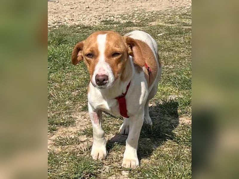 Dackel-Jack Russell MixMimi 28cm geb. 05/2023 eignet sich für jede Familie