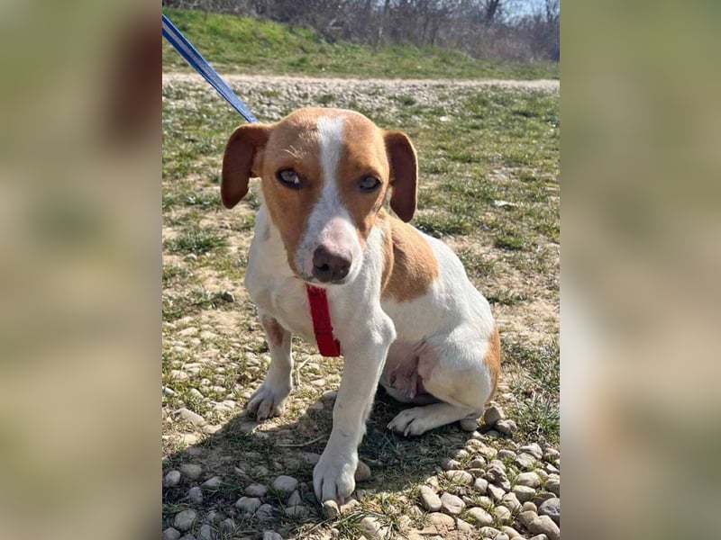 Dackel-Jack Russell MixMimi 28cm geb. 05/2023 eignet sich für jede Familie