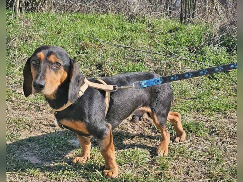 Dackel Timon 28cm geb. 10/2022  mag alle Menschen und Artgenossen