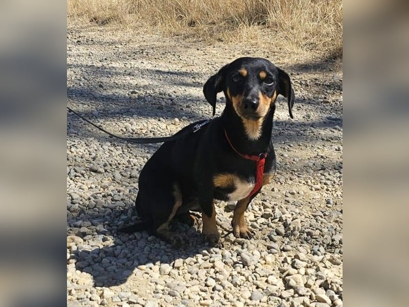 Daisy 27 cm geb. 03/2025 kann sofort nach Deutschland kommen