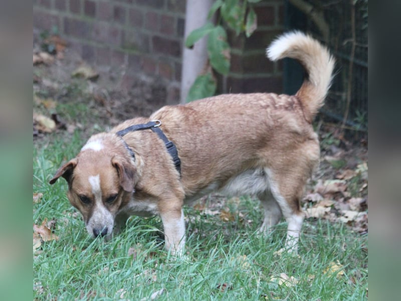 Jürgen 39 cm geb. 01/2017 - Dackelmix sucht Zuhause Jürgen 39 cm geb. 01/2017 - Dackelmix sucht Zuhause