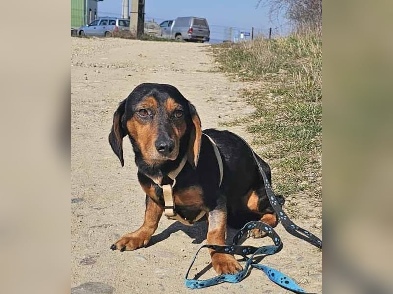 Dackel Timon 28cm geb. 10/2022  mag alle Menschen und Artgenossen