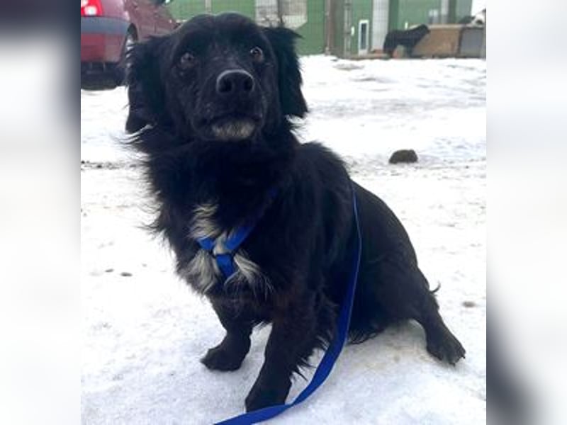 Dackelmix Chanel 33cm geb. 04/2014 sucht liebevolle Menschen