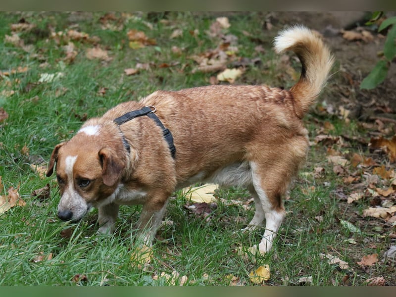 Jürgen 39 cm geb. 01/2017 - Dackelmix sucht Zuhause Jürgen 39 cm geb. 01/2017 - Dackelmix sucht Zuhause