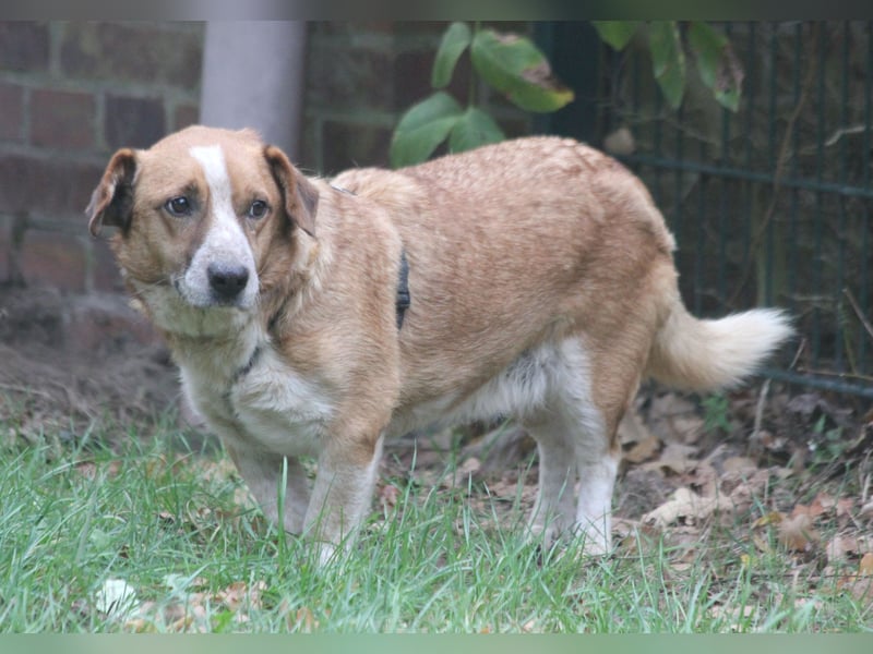 Jürgen 39 cm geb. 01/2017 - Dackelmix sucht Zuhause Jürgen 39 cm geb. 01/2017 - Dackelmix sucht Zuhause