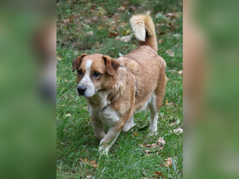 Jürgen 39 cm geb. 01/2017 - Dackelmix sucht Zuhause Jürgen 39 cm geb. 01/2017 - Dackelmix sucht Zuhause