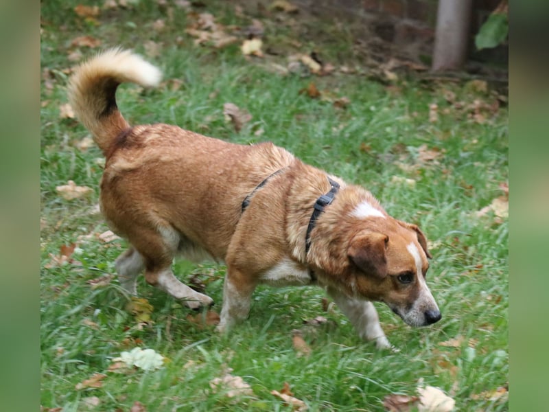 Jürgen 39 cm geb. 01/2017 - Dackelmix sucht Zuhause Jürgen 39 cm geb. 01/2017 - Dackelmix sucht Zuhause