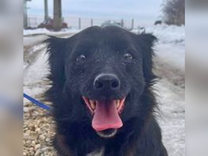 Dackelmix Chanel 33cm geb. 04/2014 sucht liebevolle Menschen