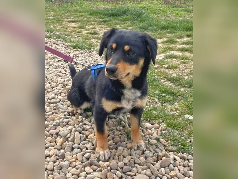 Dackel-Mix Sindy 35cm geb. 01/2025 ist eine tolle Familienhündin