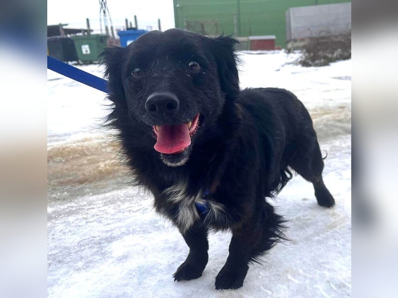 Dackelmix Chanel 33cm geb. 04/2014 sucht liebevolle Menschen