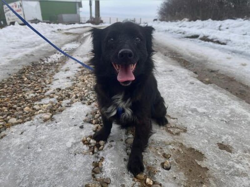 Dackelmix Chanel 33cm geb. 04/2014 sucht liebevolle Menschen