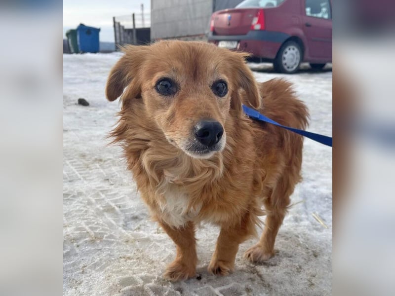 Dackelmix Yrsa 32cm geb. 03/2018