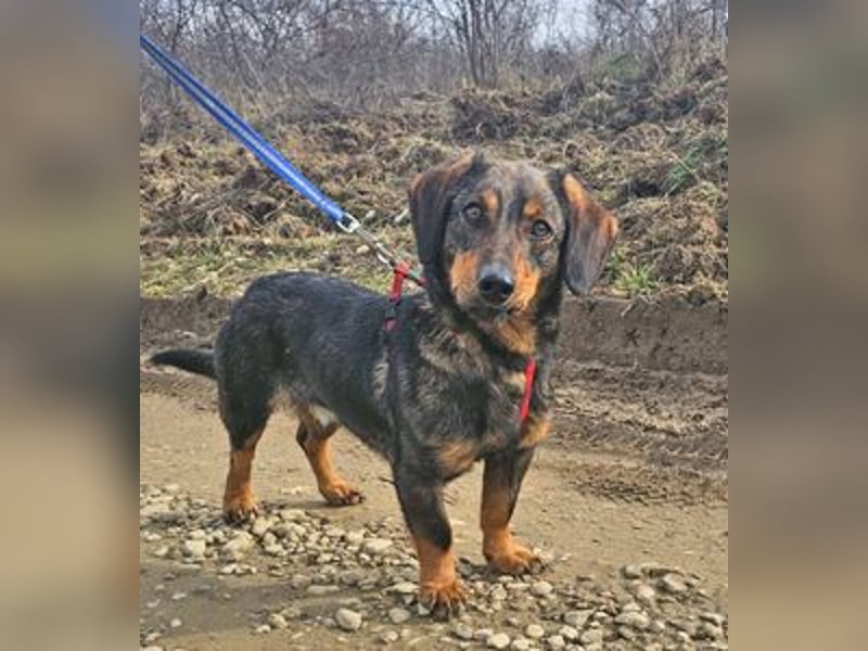 Dackel Nino 33cm geb. 02/2022 wartet auf seine Familie