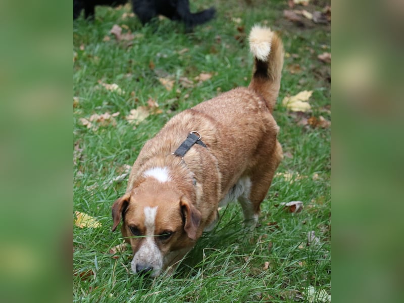 Jürgen 39 cm geb. 01/2017 - Dackelmix sucht Zuhause Jürgen 39 cm geb. 01/2017 - Dackelmix sucht Zuhause