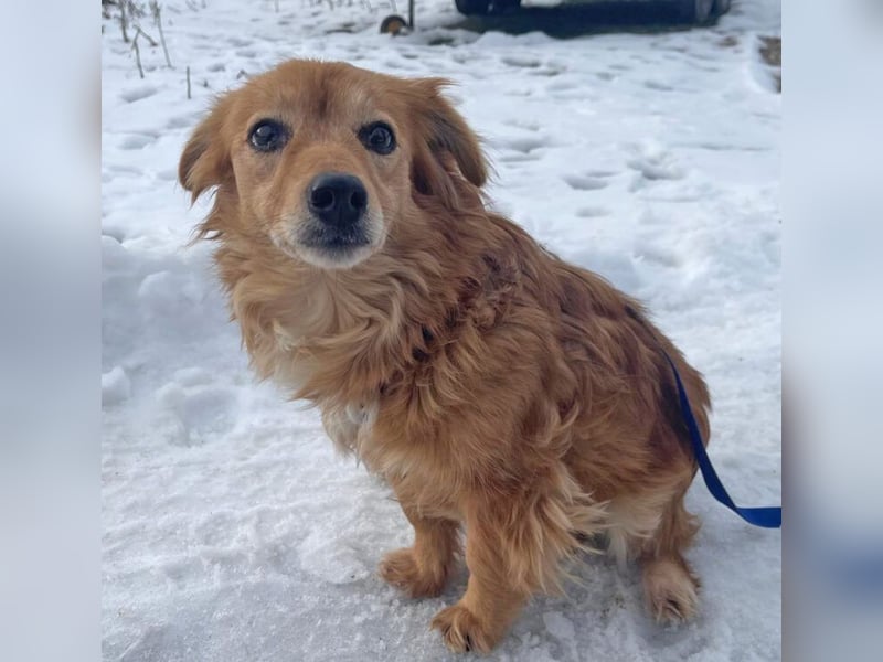 Dackelmix Yrsa 32cm geb. 03/2018