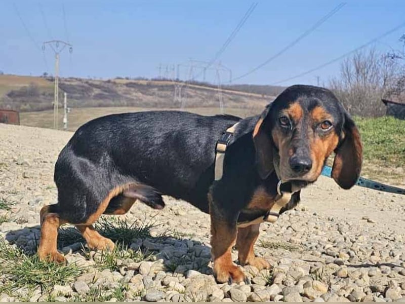 Dackel Timon 28cm geb. 10/2022  mag alle Menschen und Artgenossen